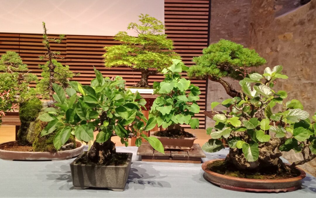 Conférence de Denis Benaïm « Initiation à l’art du bonsaï »